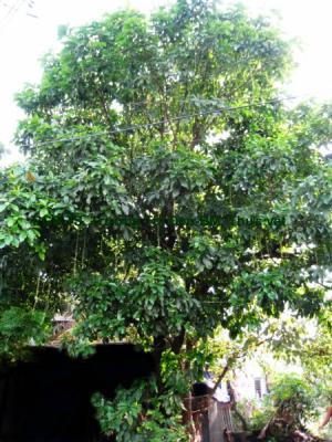 Cây Lộc vừng. Barringtonia acutangula (L) Gaertn - Cây Thuốc Nam Quanh Ta